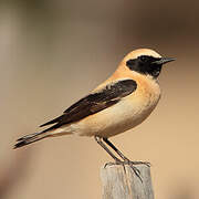 Western Black-eared Wheatear