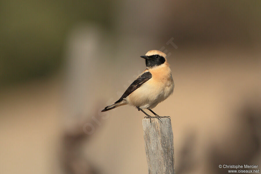 Black-eared Wheatear