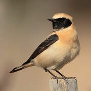 Western Black-eared Wheatear