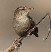 Eurasian Wren