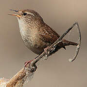 Eurasian Wren