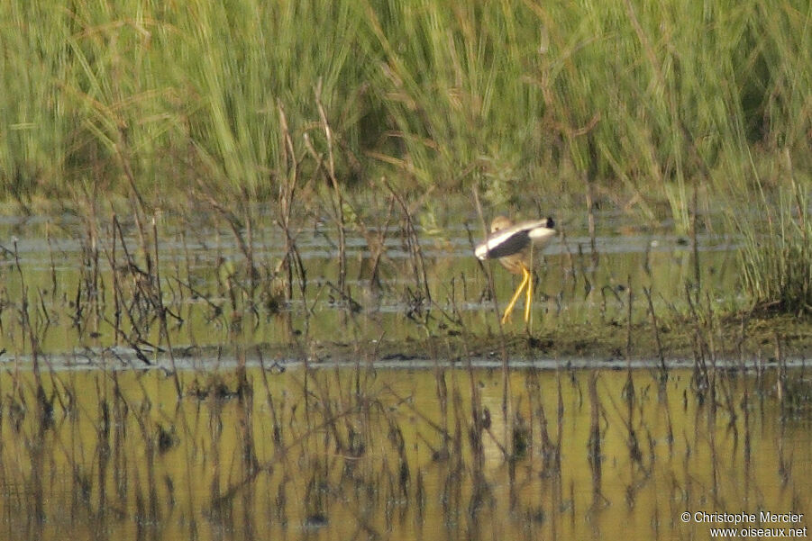 White-tailed Lapwing