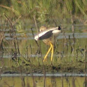 White-tailed Lapwing