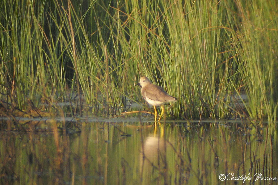 White-tailed Lapwing