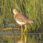 White-tailed Lapwing