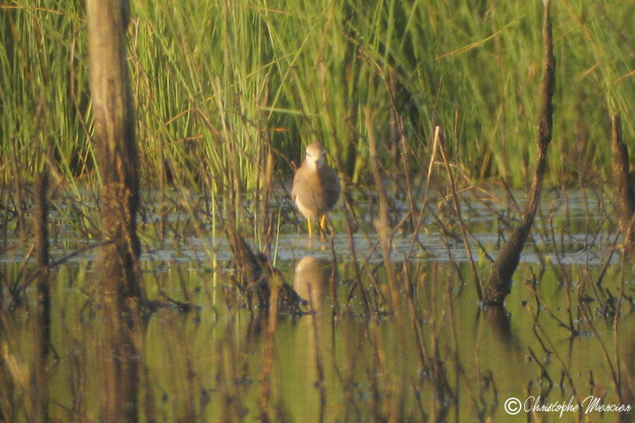 White-tailed Lapwing