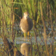 White-tailed Lapwing