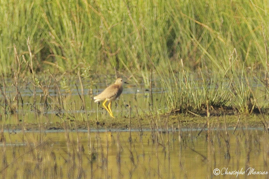 White-tailed Lapwing