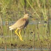 White-tailed Lapwing