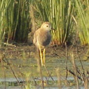 White-tailed Lapwing