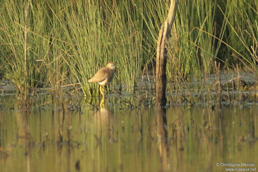 White-tailed Lapwing