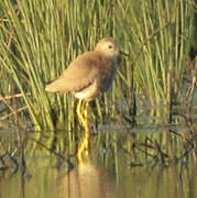 White-tailed Lapwing