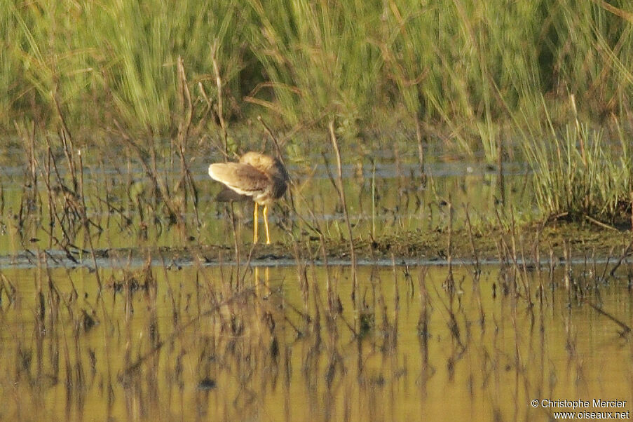 White-tailed Lapwing