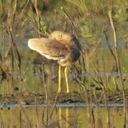 White-tailed Lapwing