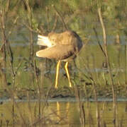 White-tailed Lapwing