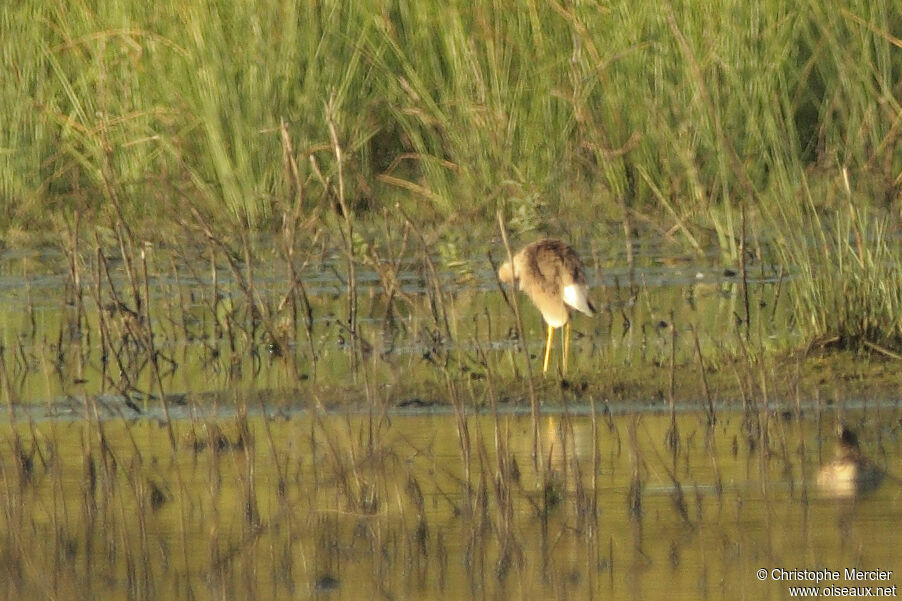 White-tailed Lapwing