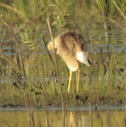 White-tailed Lapwing