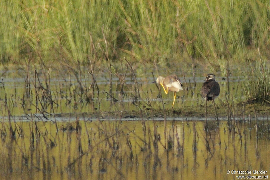 White-tailed Lapwing