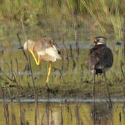 White-tailed Lapwing