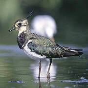 Northern Lapwing