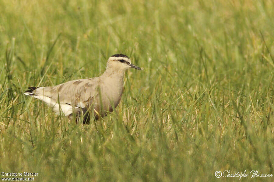 Vanneau sociableadulte, identification