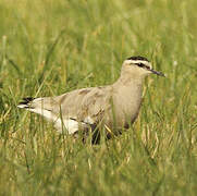 Sociable Lapwing