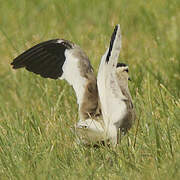 Sociable Lapwing