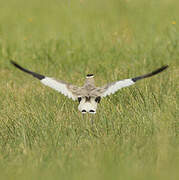 Sociable Lapwing