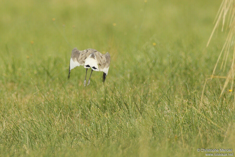 Sociable Lapwing