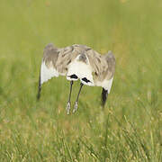 Sociable Lapwing