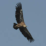 Griffon Vulture