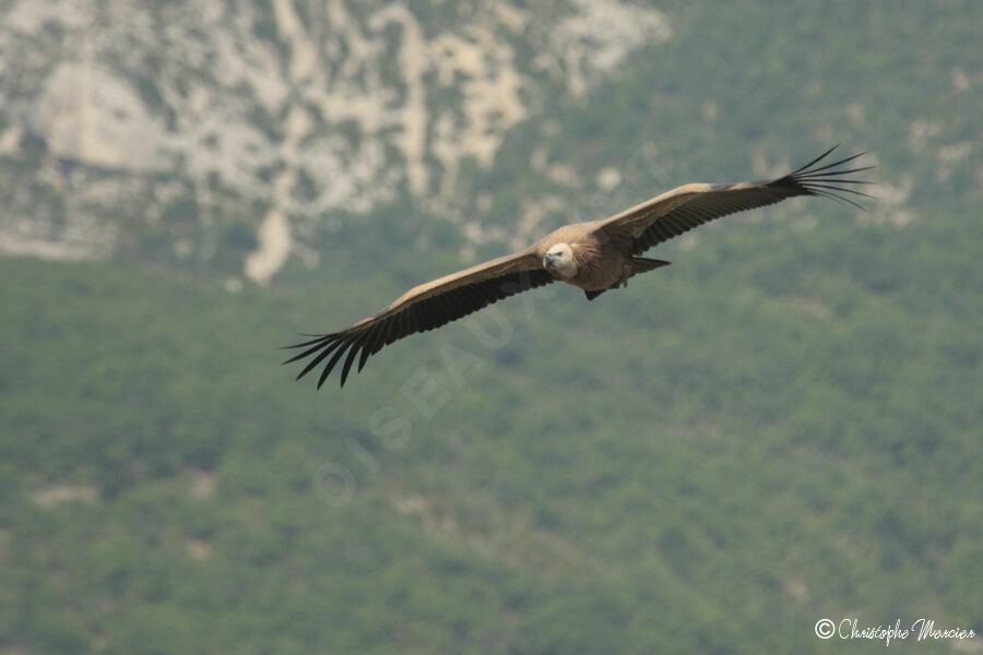 Griffon Vulture