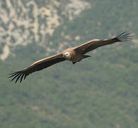 Griffon Vulture