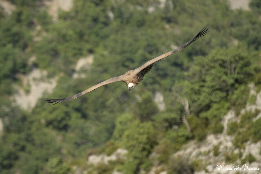 Vautour fauve