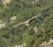 Griffon Vulture