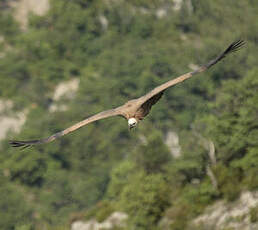 Vautour fauve