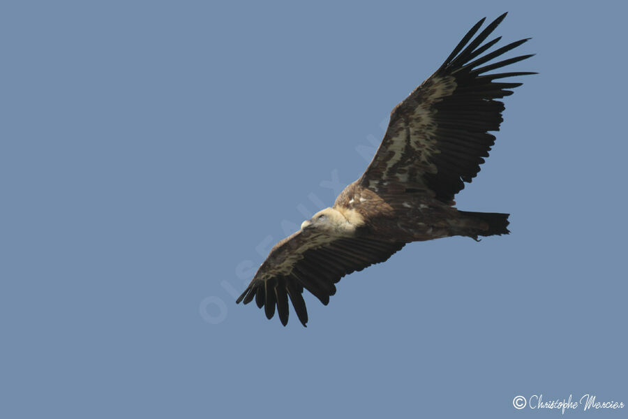 Griffon Vulture