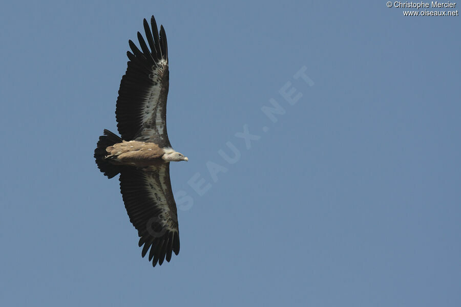 Griffon Vulture