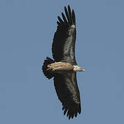 Griffon Vulture