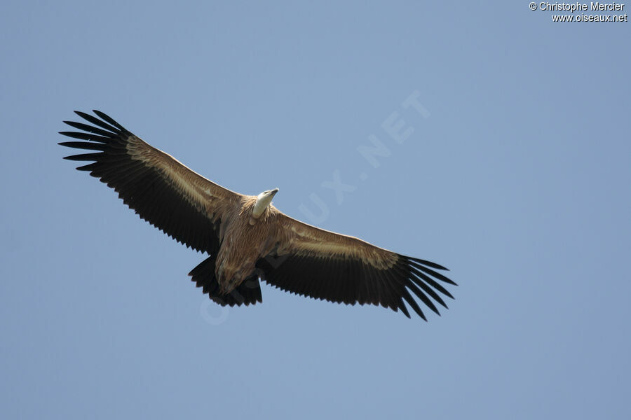 Griffon Vulture