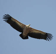 Griffon Vulture