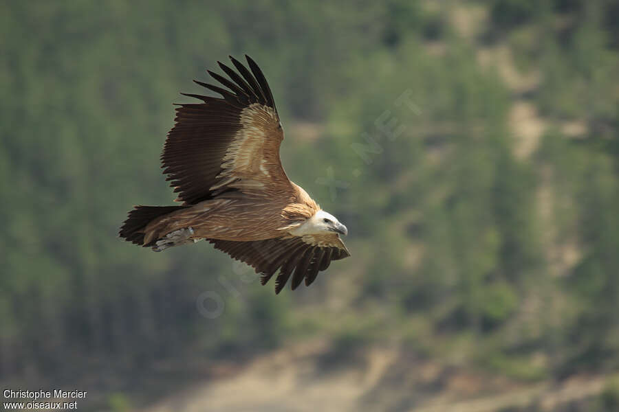 Griffon Vulturejuvenile, Flight