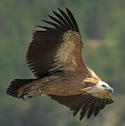 Griffon Vulture