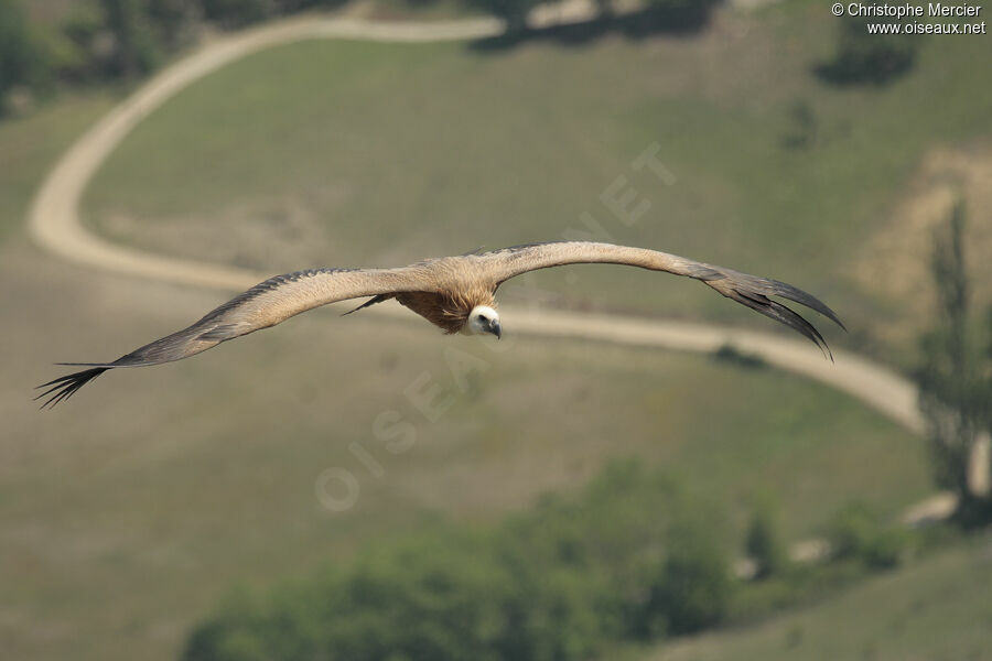 Griffon Vulture