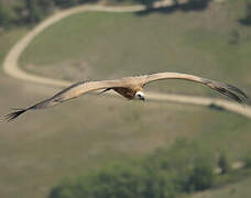 Griffon Vulture