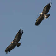 Griffon Vulture