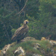 Cinereous Vulture