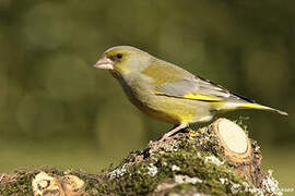 European Greenfinch