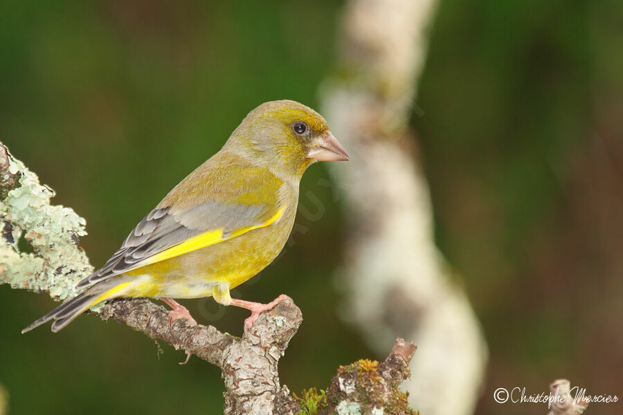 European Greenfinch