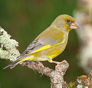 European Greenfinch